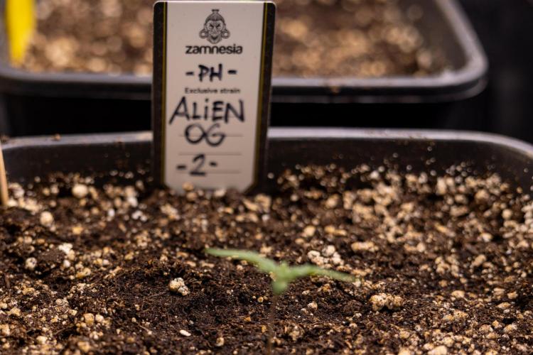 Alien OG 👽 - Zamnesia x B&B. Week 1 - ALIEN OG - Week 01 - VEG