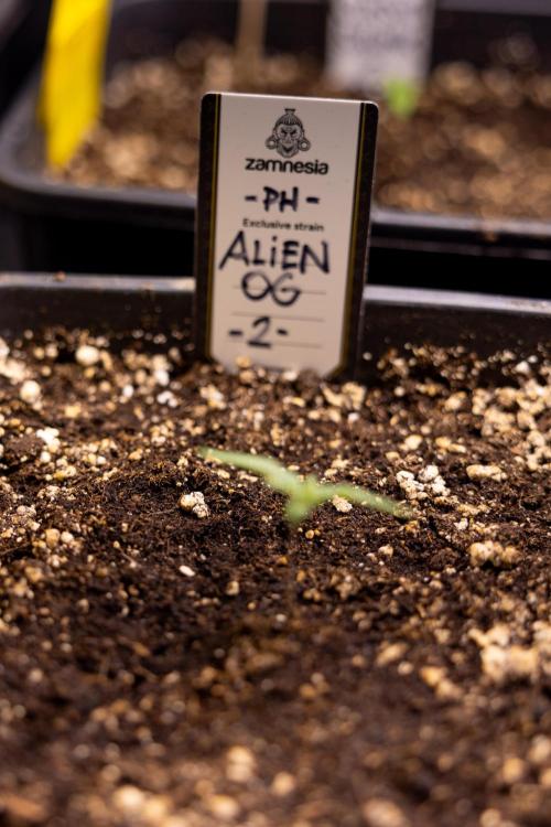 Alien OG 👽 - Zamnesia x B&B. Week 1 - ALIEN OG - Week 01 - VEG
