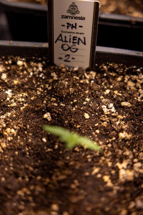 Alien OG 👽 - Zamnesia x B&B. Week 1 - ALIEN OG - Week 01 - VEG