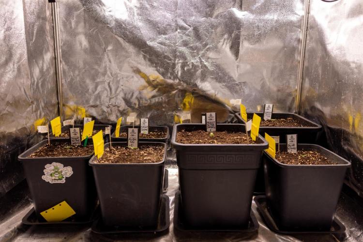 Alien OG 👽 - Zamnesia x B&B. Week 1 - All Crew Photoperiodic - Zamnesia x Plagron
