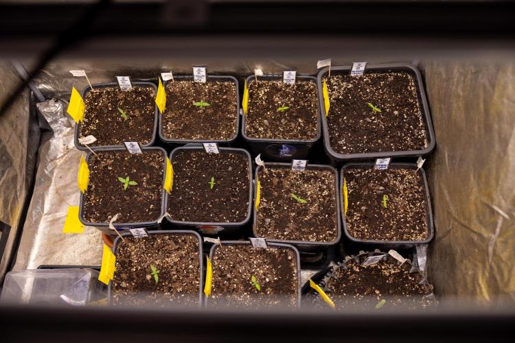 Alien OG 👽 - Zamnesia x B&B. Week 1 - All Crew Photoperiodic - Zamnesia x Plagron