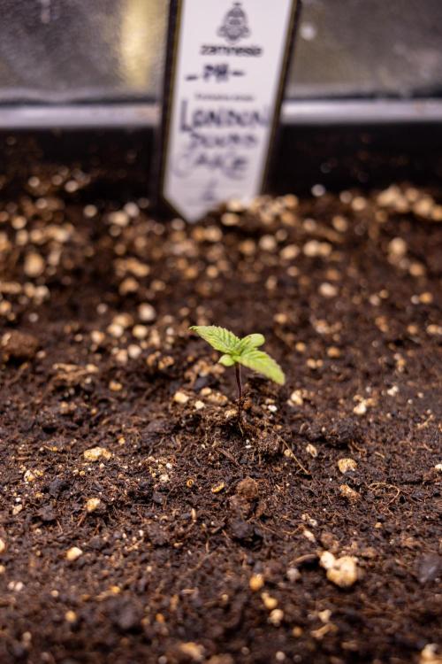 London Pound Cake 🍰 - Zamnesia x B&B. Week 1 - London Pound Cake - VEG - Week 01