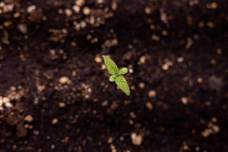 London Pound Cake 🍰 - Zamnesia x B&B. Week 1 - London Pound Cake - VEG - Week 01