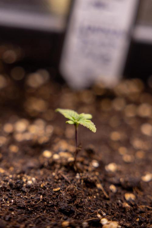 London Pound Cake 🍰 - Zamnesia x B&B. Week 1 - London Pound Cake - VEG - Week 01