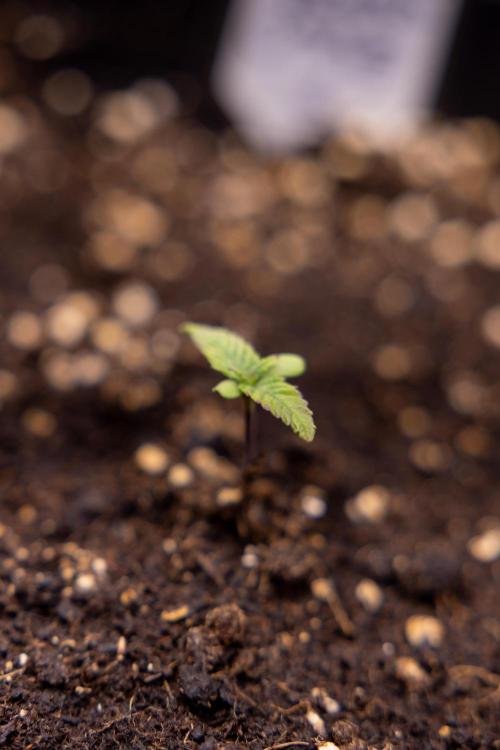 London Pound Cake 🍰 - Zamnesia x B&B. Week 1 - London Pound Cake - VEG - Week 01