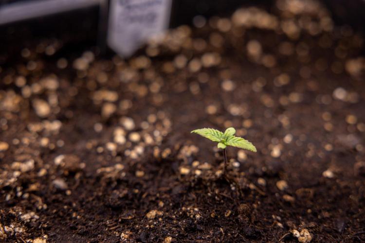 London Pound Cake 🍰 - Zamnesia x B&B. Week 1 - London Pound Cake - VEG - Week 01
