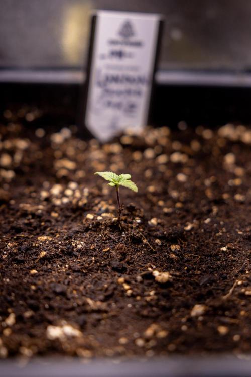 London Pound Cake 🍰 - Zamnesia x B&B. Week 1 - London Pound Cake - VEG - Week 01