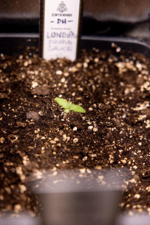 London Pound Cake 🍰 - Zamnesia x B&B. Week 1 - London Pound Cake - VEG - Week 01
