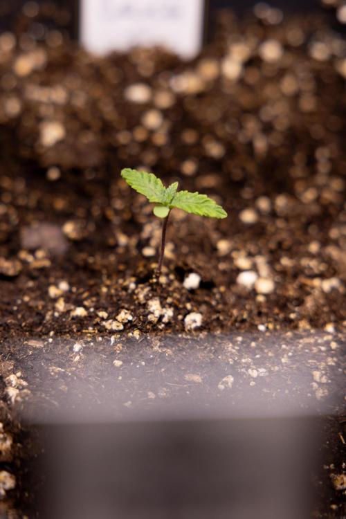 London Pound Cake 🍰 - Zamnesia x B&B. Week 1 - London Pound Cake - VEG - Week 01