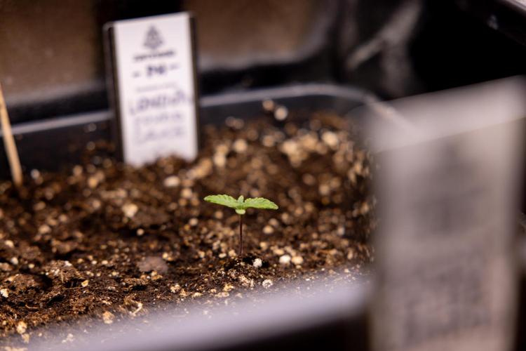 London Pound Cake 🍰 - Zamnesia x B&B. Week 1 - London Pound Cake - VEG - Week 01
