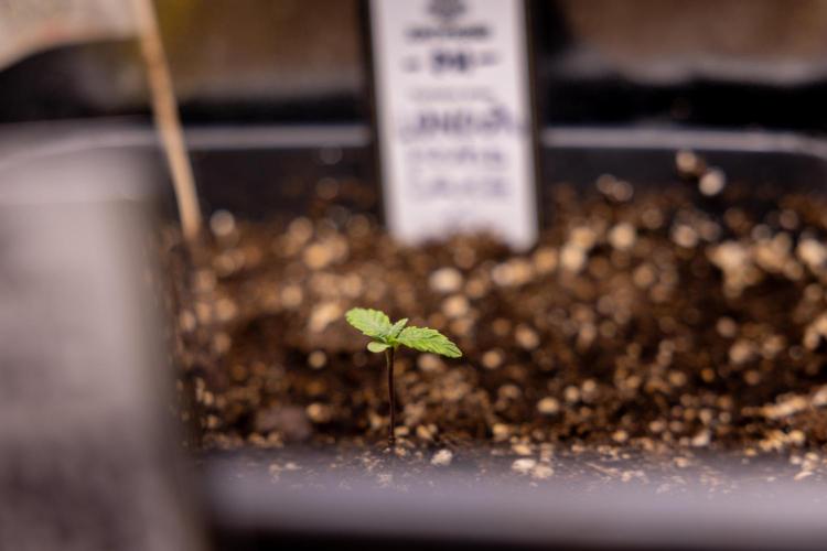 London Pound Cake 🍰 - Zamnesia x B&B. Week 1 - London Pound Cake - VEG - Week 01