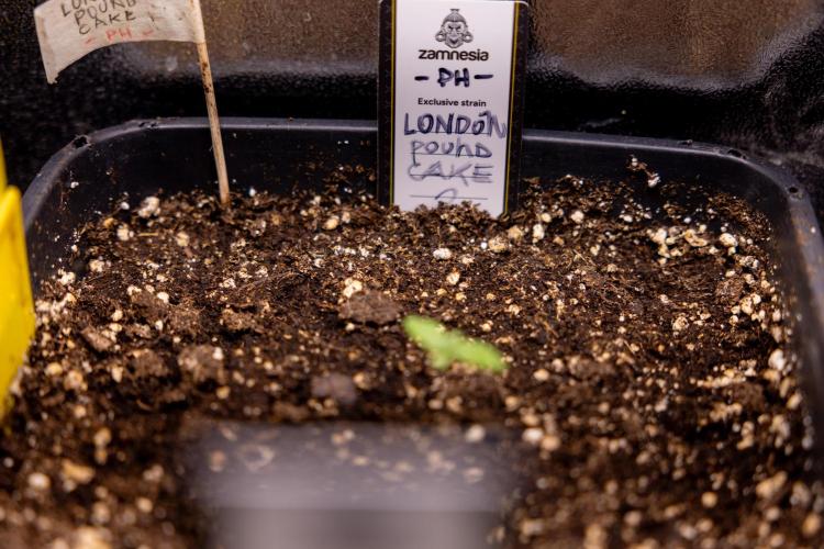 London Pound Cake 🍰 - Zamnesia x B&B. Week 1 - London Pound Cake - VEG - Week 01
