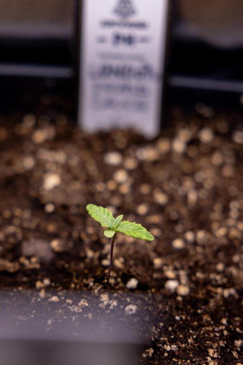 London Pound Cake 🍰 - Zamnesia x B&B. Week 1 - London Pound Cake - VEG - Week 01