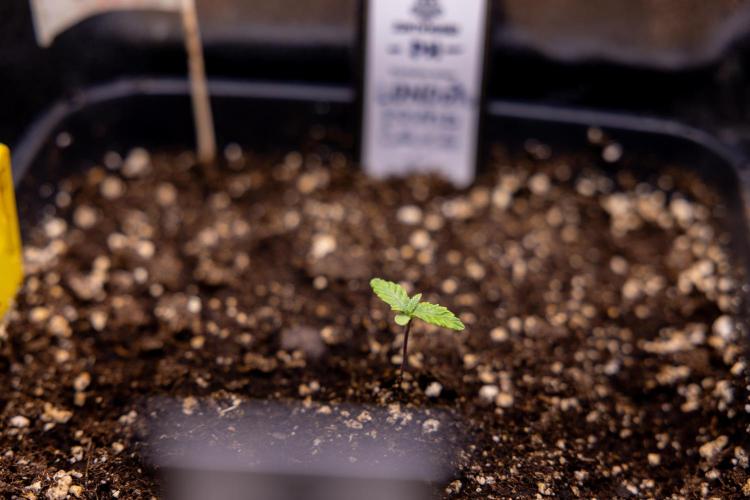 London Pound Cake 🍰 - Zamnesia x B&B. Week 1 - London Pound Cake - VEG - Week 01