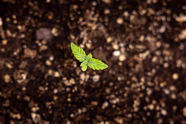 London Pound Cake 🍰 - Zamnesia x B&B. Week 1 - London Pound Cake - VEG - Week 01