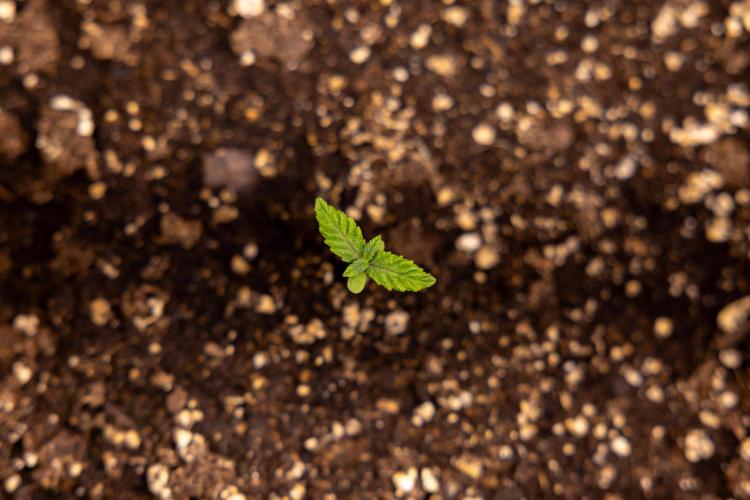 London Pound Cake 🍰 - Zamnesia x B&B. Week 1 - London Pound Cake - VEG - Week 01