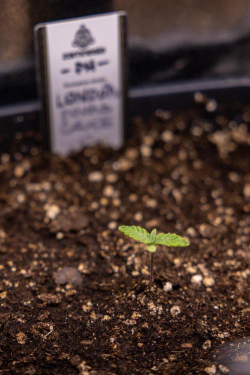 London Pound Cake 🍰 - Zamnesia x B&B. Week 1 - London Pound Cake - VEG - Week 01