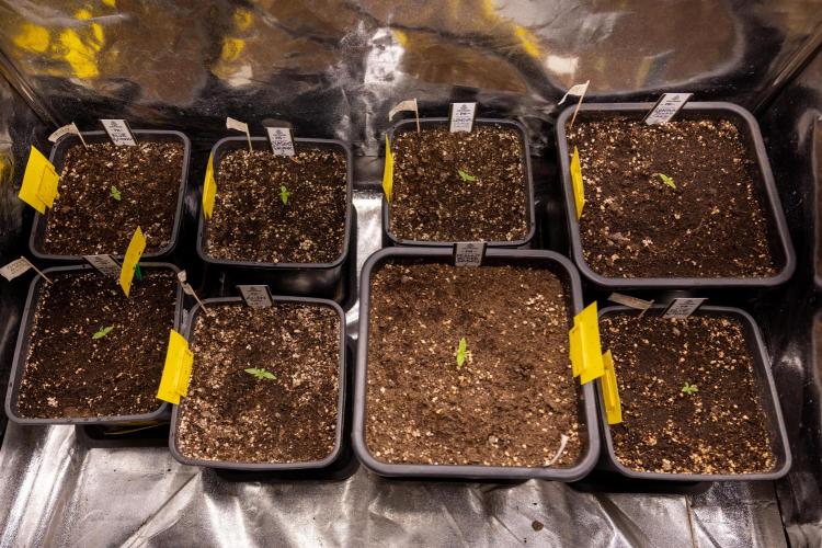 London Pound Cake 🍰 - Zamnesia x B&B. Week 1 - All Zamnesia x Plagron Photoperiodic Crew