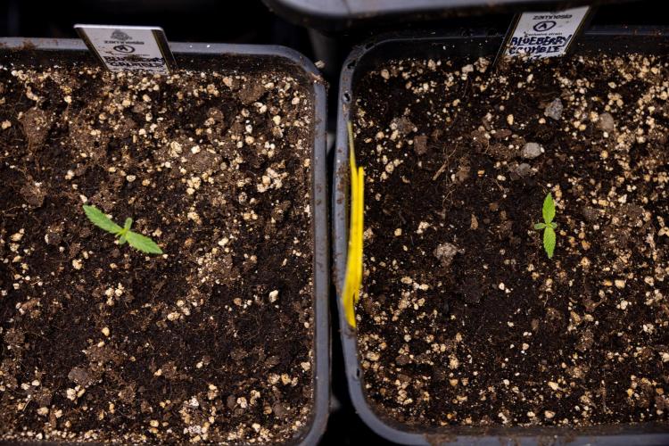 Blueberry Crumble 🔵 Auto - Z x B&B. Week 1 - Blueberry Crumble Autoflowering - VEG - Week 01