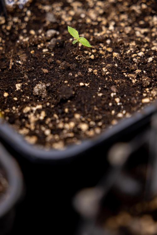 Blueberry Crumble 🔵 Auto - Z x B&B. Week 1 - Blueberry Crumble Autoflowering - VEG - Week 01