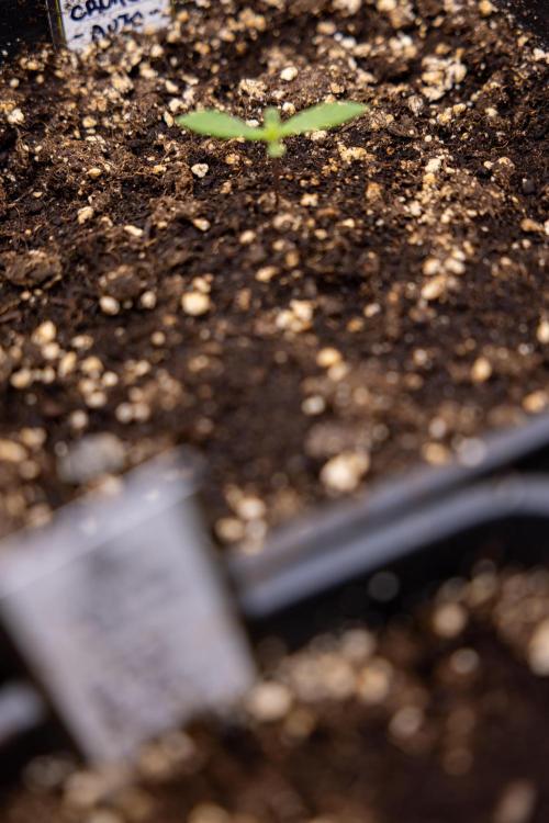 Blueberry Crumble 🔵 Auto - Z x B&B. Week 1 - Blueberry Crumble Autoflowering - VEG - Week 01