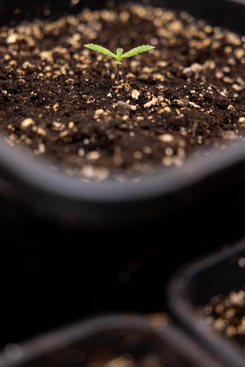 Blueberry Crumble 🔵 Auto - Z x B&B. Week 1 - Blueberry Crumble Autoflowering - VEG - Week 01