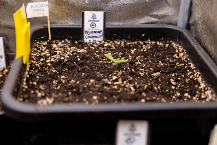 Blueberry Crumble 🔵 Auto - Z x B&B. Week 1 - Blueberry Crumble Autoflowering - VEG - Week 01