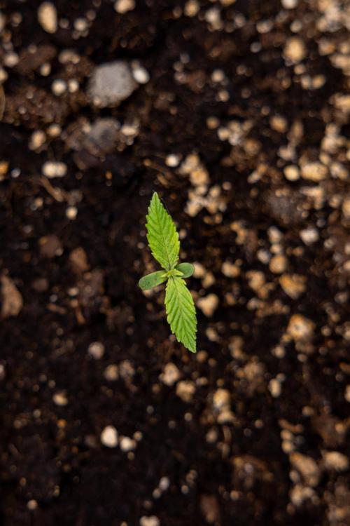 Blueberry Crumble 🔵 Auto - Z x B&B. Week 1 - Blueberry Crumble Autoflowering - VEG - Week 01
