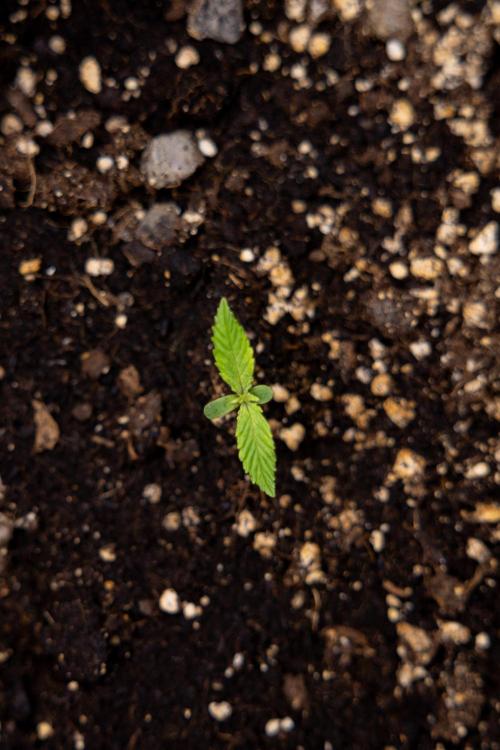 Blueberry Crumble 🔵 Auto - Z x B&B. Week 1 - Blueberry Crumble Autoflowering - VEG - Week 01