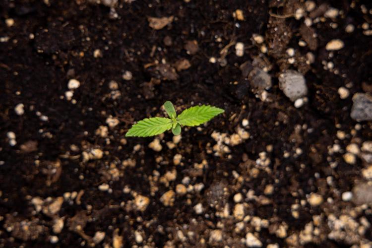 Blueberry Crumble 🔵 Auto - Z x B&B. Week 1 - Blueberry Crumble Autoflowering - VEG - Week 01