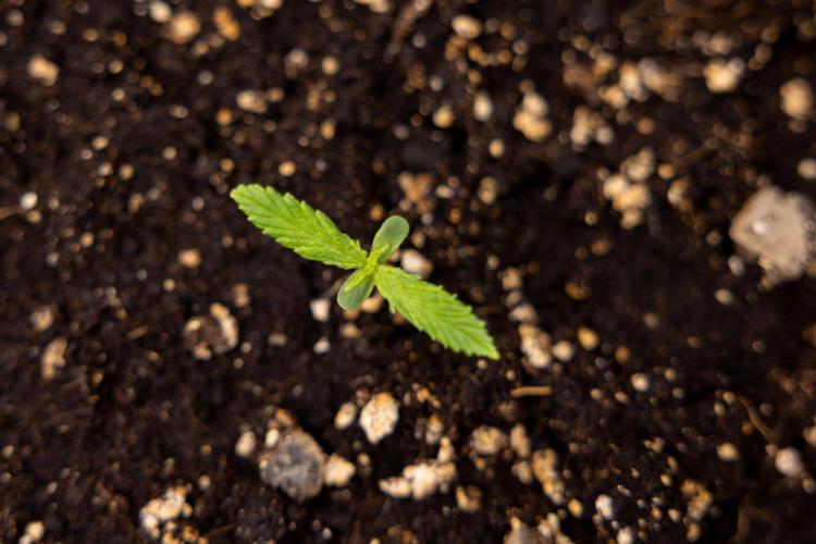 Blueberry Crumble 🔵 Auto - Z x B&B. Week 1 - Blueberry Crumble Autoflowering - VEG - Week 01
