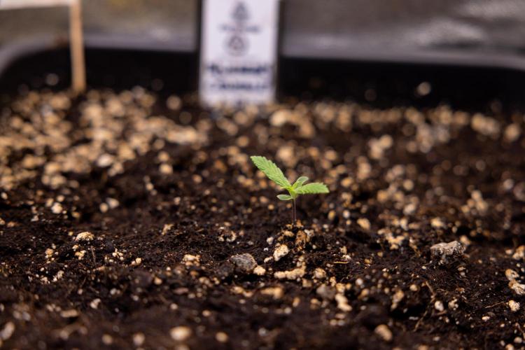 Blueberry Crumble 🔵 Auto - Z x B&B. Week 1 - Blueberry Crumble Autoflowering - VEG - Week 01