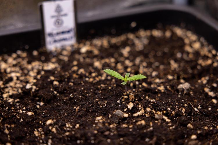 Blueberry Crumble 🔵 Auto - Z x B&B. Week 1 - Blueberry Crumble Autoflowering - VEG - Week 01