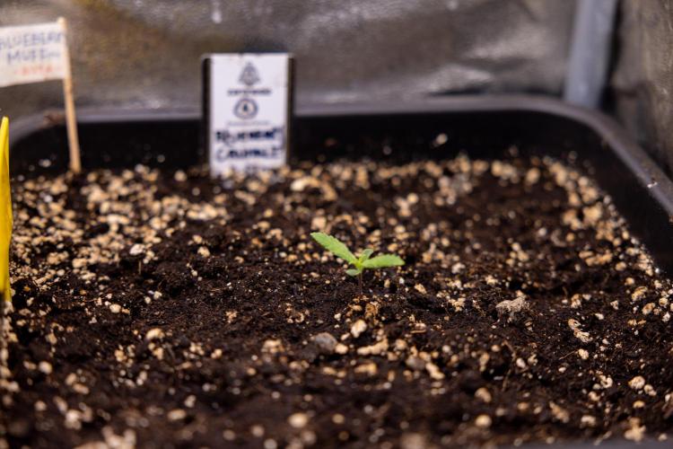 Blueberry Crumble 🔵 Auto - Z x B&B. Week 1 - Blueberry Crumble Autoflowering - VEG - Week 01