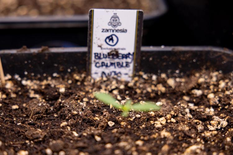Blueberry Crumble 🔵 Auto - Z x B&B. Week 1 - Blueberry Crumble Autoflowering - VEG - Week 01