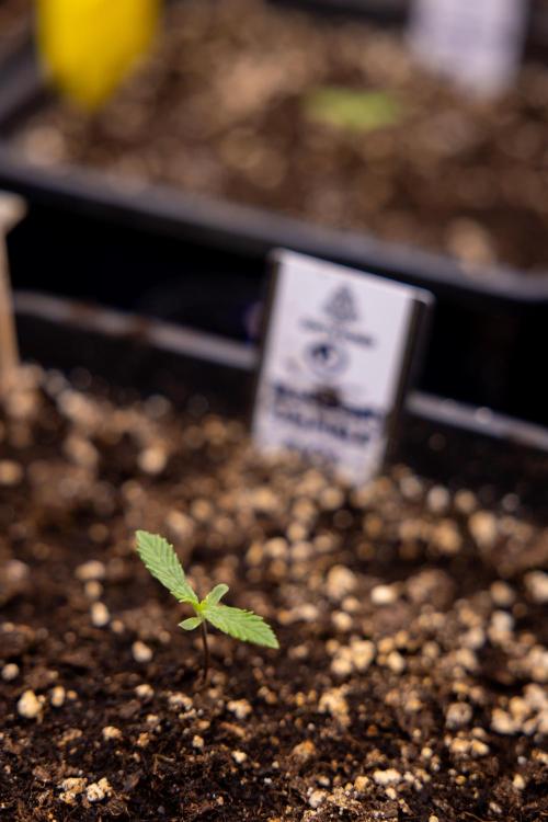 Blueberry Crumble 🔵 Auto - Z x B&B. Week 1 - Blueberry Crumble Autoflowering - VEG - Week 01
