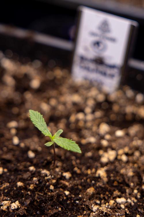 Blueberry Crumble 🔵 Auto - Z x B&B. Week 1 - Blueberry Crumble Autoflowering - VEG - Week 01