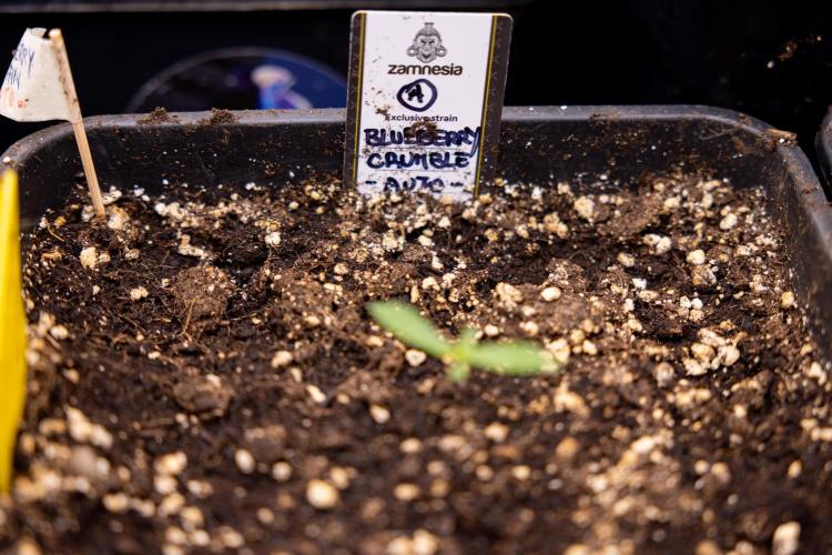 Blueberry Crumble 🔵 Auto - Z x B&B. Week 1 - Blueberry Crumble Autoflowering - VEG - Week 01