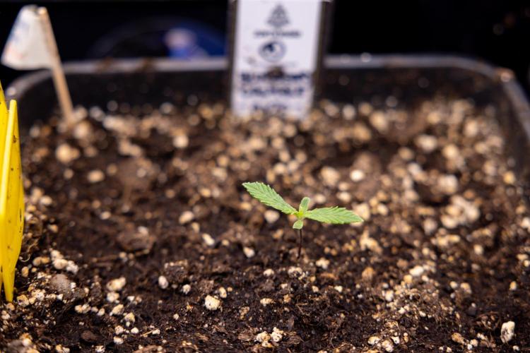 Blueberry Crumble 🔵 Auto - Z x B&B. Week 1 - Blueberry Crumble Autoflowering - VEG - Week 01