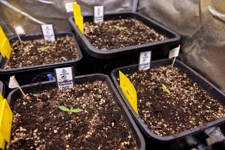 Blueberry Crumble 🔵 Auto - Z x B&B. Week 1 - Blueberry Crumble Autoflowering - VEG - Week 01