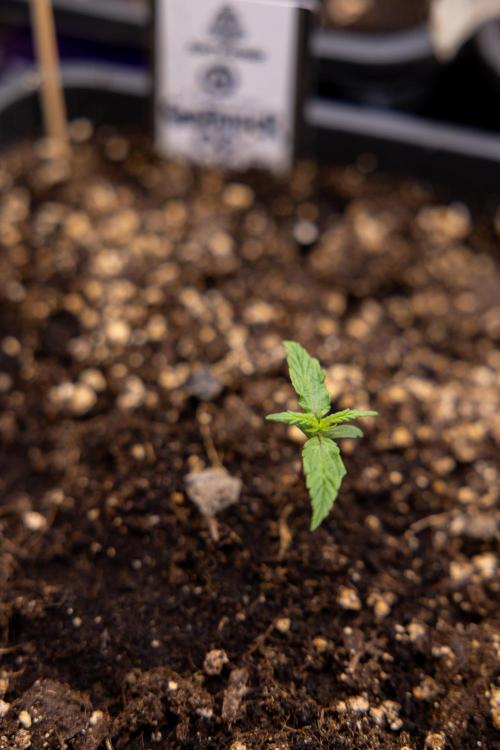 Godfather OG ✞ Auto - Zamnesia x B&B. Week 1 - Godfather OG - week 01 - Veg