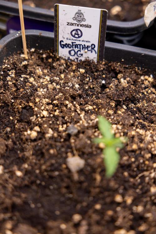 Godfather OG ✞ Auto - Zamnesia x B&B. Week 1 - Godfather OG - week 01 - Veg