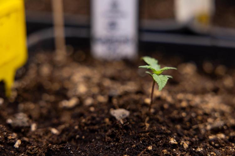 Godfather OG ✞ Auto - Zamnesia x B&B. Week 1 - Godfather OG - week 01 - Veg