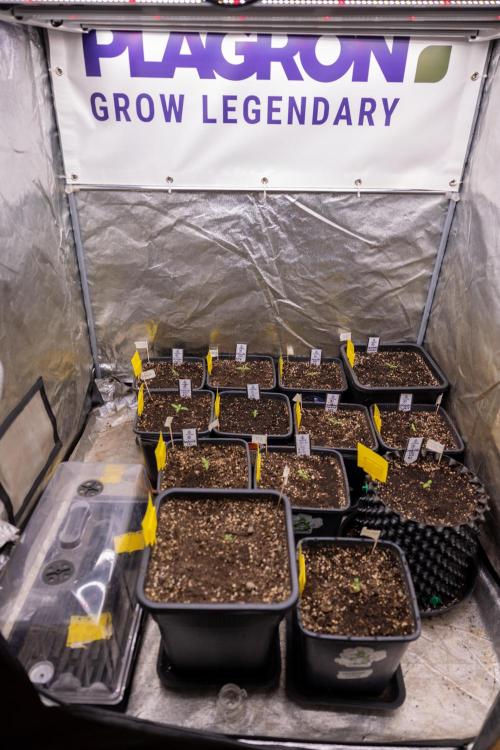 Godfather OG ✞ Auto - Zamnesia x B&B. Week 1 - Zamnesia x Plagron Autoflowering Crew