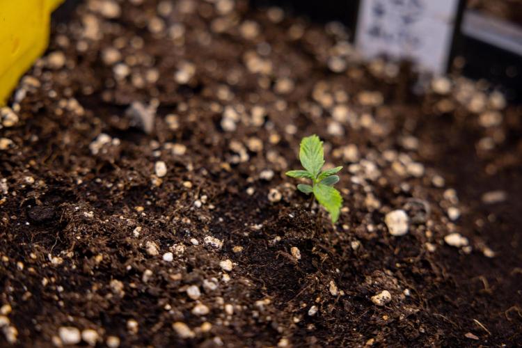 CBD FIX 🏥 Auto - Zamnesia x B&B. Week 1 - CBD FIX - VEG - Week 01