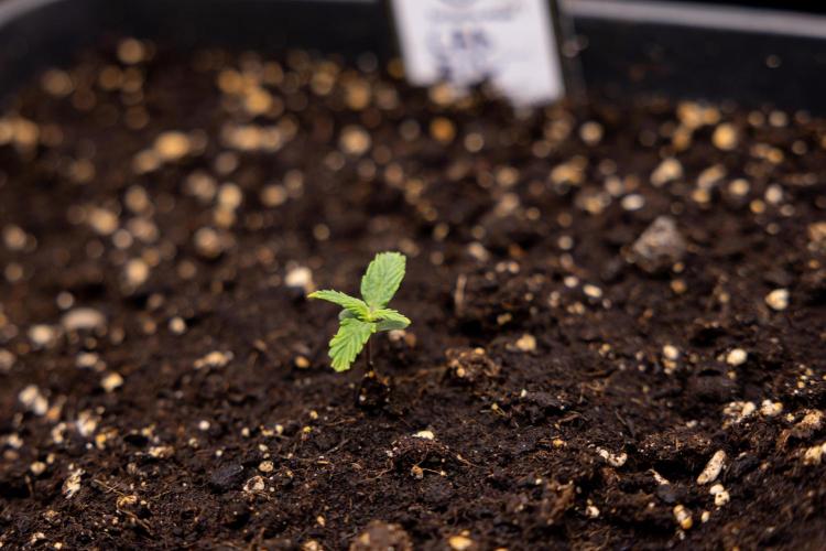 CBD FIX 🏥 Auto - Zamnesia x B&B. Week 1 - CBD FIX - VEG - Week 01