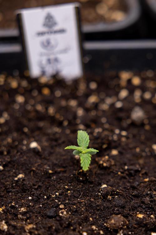 CBD FIX 🏥 Auto - Zamnesia x B&B. Week 1 - CBD FIX - VEG - Week 01