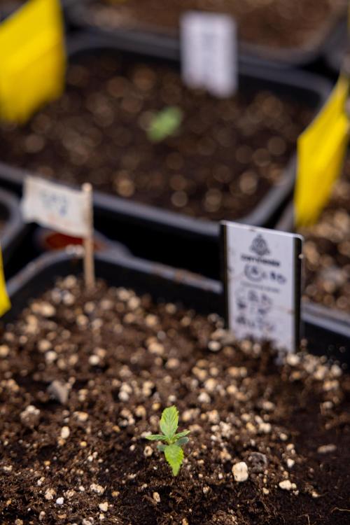 CBD FIX 🏥 Auto - Zamnesia x B&B. Week 1 - CBD FIX - VEG - Week 01