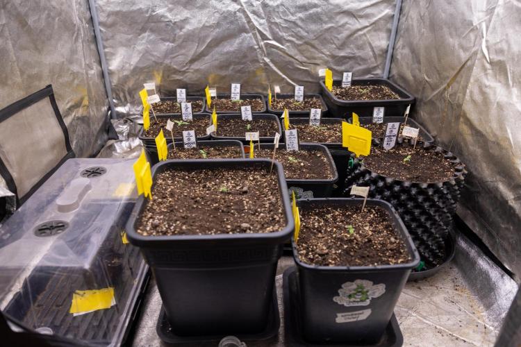 CBD FIX 🏥 Auto - Zamnesia x B&B. Week 1 - Zamnesia x Plagron Autoflowering Crew