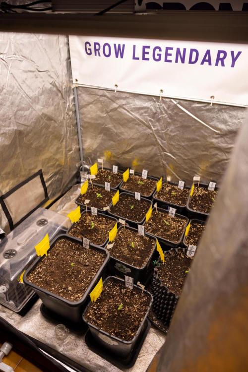 CBD FIX 🏥 Auto - Zamnesia x B&B. Week 1 - Zamnesia x Plagron Autoflowering Crew